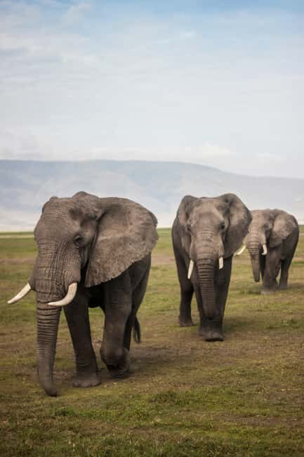 7 DAYS UNFORGETTABLE ADVENTURE EXPERIENCE! Tanzania Safari - An Inside Look at the Itinerary