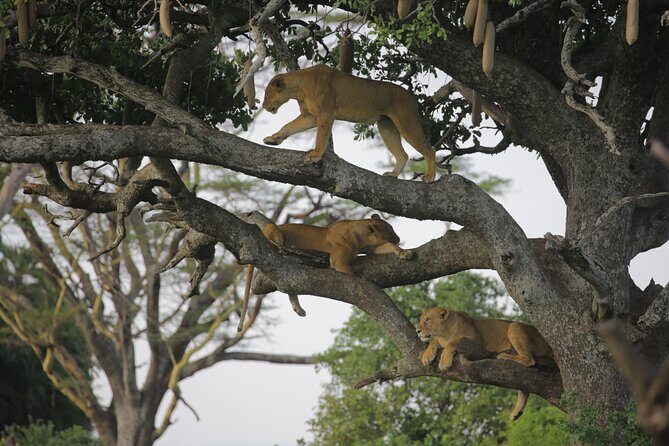 7 Days Wildebeest Migration - Ndutu Calving Season - An In-Depth Look at the Safari Experience