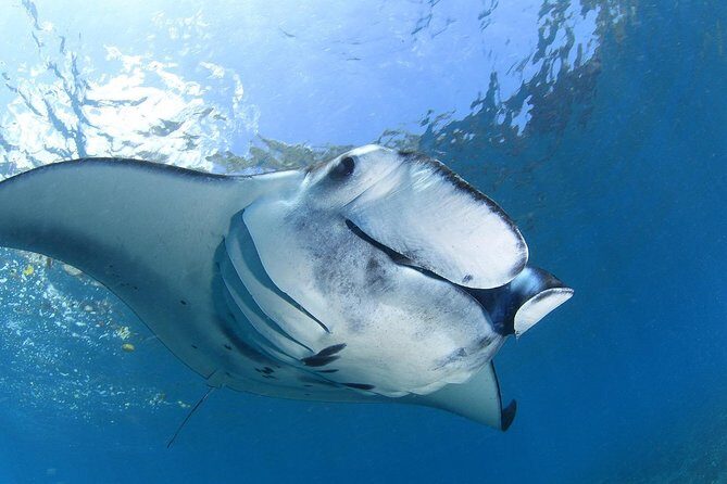 7 Fun Dives in Nusa Lembongan (for certified divers) - Premium Value Package - Who Will Love This Experience?