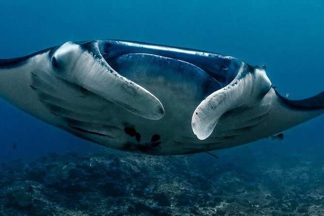 7 Fun Dives in Nusa Lembongan (for certified divers) - Premium Value Package - Final Thoughts: Is It Worth It?