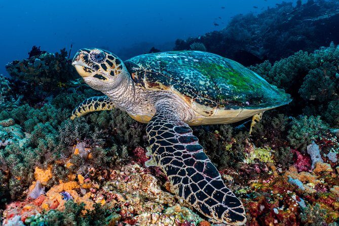 7 Fun Dives in Pemuteran (for certified divers) - Exploration in Menjangan Park - Diving Sites: What Makes Them Special