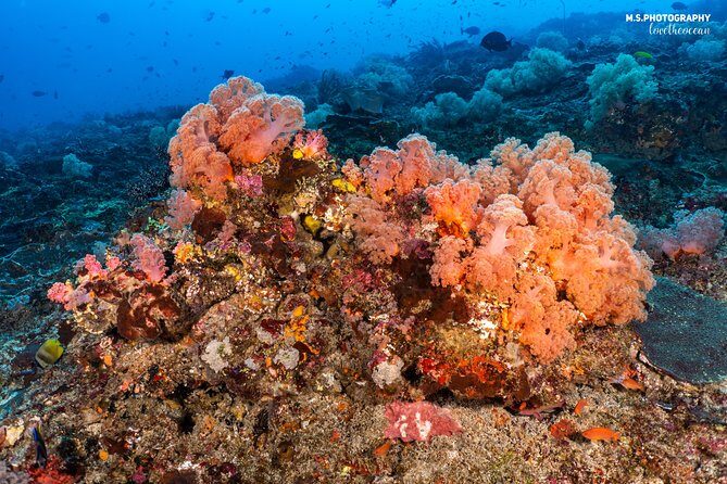 7 Fun Dives in Pemuteran (for certified divers) - Exploration in Menjangan Park - The Cost and What You’re Getting