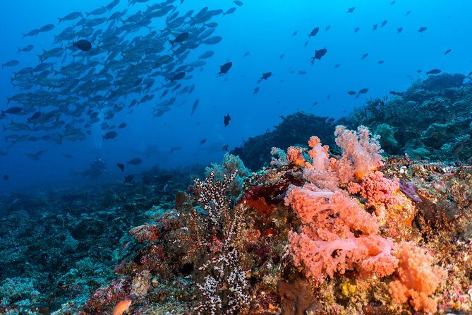 7 Fun Dives in Pemuteran (for certified divers) - Exploration in Menjangan Park - Practical Details: What You Need to Know