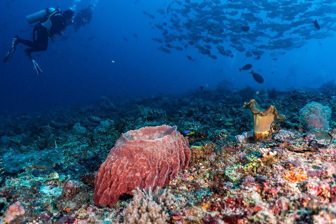 7 Fun Dives in Pemuteran (for certified divers) - Exploration in Menjangan Park - Who Is This Tour For?