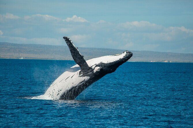 7 Hours Off Peak Whale Shark and Ningaloo Reef Tour in Exmouth - Itinerary Breakdown