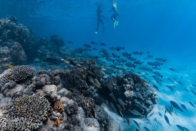 7 Hours Off Peak Whale Shark and Ningaloo Reef Tour in Exmouth - Pricing and Value