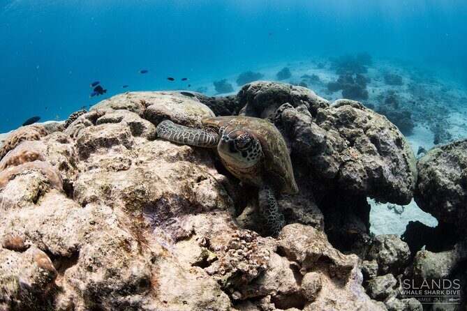 7 Hours Off Peak Whale Shark and Ningaloo Reef Tour in Exmouth - Why Choose This Tour?