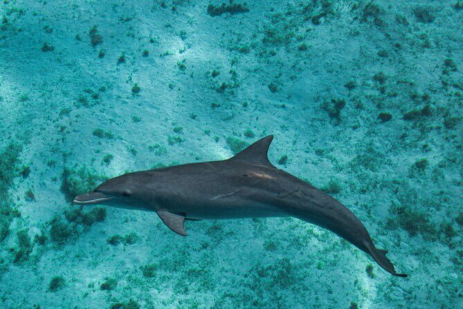 7 Hours Off Peak Whale Shark and Ningaloo Reef Tour in Exmouth - FAQ