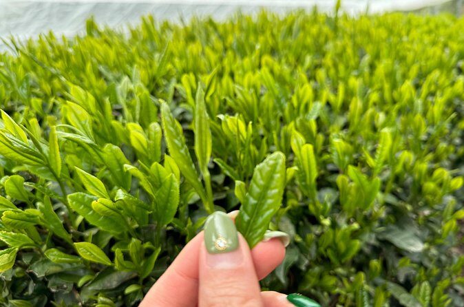 7 Hours Private Guided Tour Uji and Wazuka Matcha Farm - Frequently Asked Questions (FAQs)