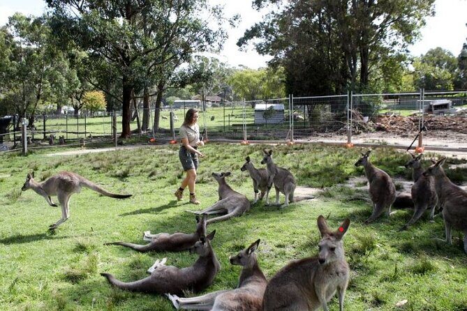 7 Wonders of Sydney South/CBD Luxury Private Tour - An In-Depth Look at the Sydney Private Tour