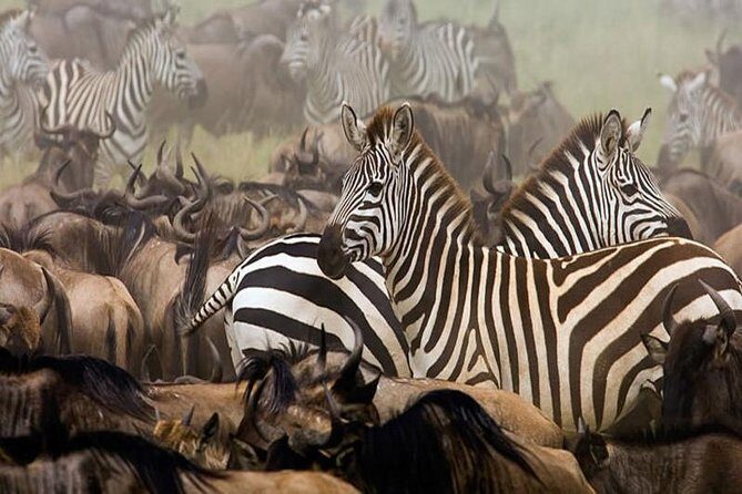 7Day Serengeti Migration (Ndutu), Crater, Hot Springs & City Tour - FAQ