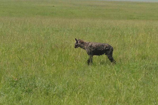 7days 6nights through Mara to Amboseli - Key Points