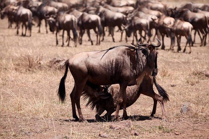8-Day Amazing Kenya Holiday Safari - An Overview of the Itinerary