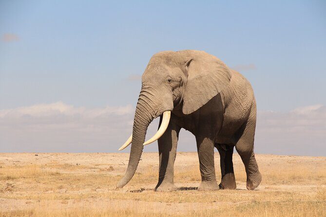 8-Day Amazing Kenya Holiday Safari - FAQ