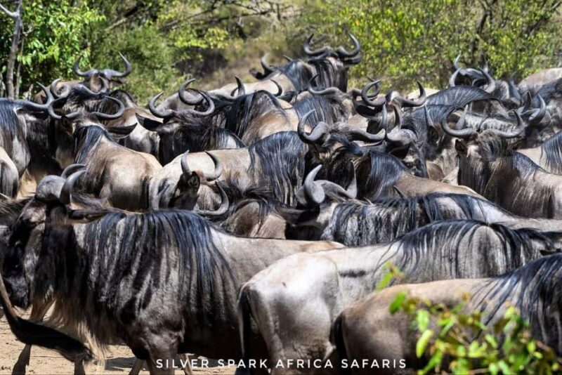8-Day Amboseli Park, Lake Nakuru, and Maasai Mara Park Tour - A Closer Look at the Itinerary