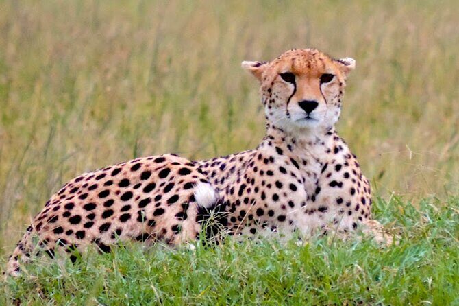 8 Day Bush and Beach Private Holiday Safari - An In-Depth Look at Kenya’s Bush and Beach Safari