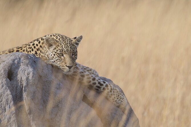 8 Day Chobe NP, Elephant Sands, Okavango Delta & Victoria Falls - What Makes This Tour a Great Value