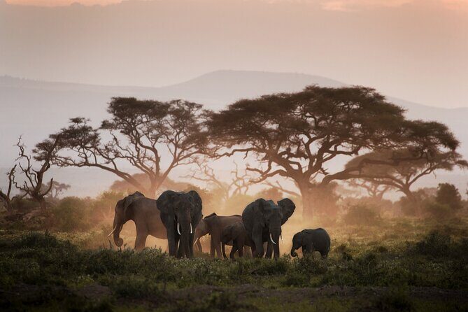 8-Day Classic Uganda Primates & Wildlife Tour - Day 1: Arrival and Mabamba Swamp