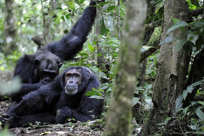 8-Day Classic Uganda Primates & Wildlife Tour - Day 3: To Bwindi Impenetrable Forest
