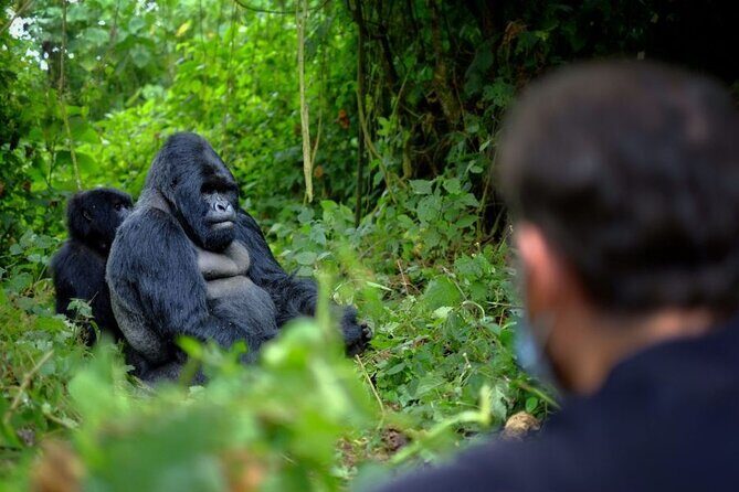 8-Day Classic Uganda Primates & Wildlife Tour - Day 4: Gorilla Trekking
