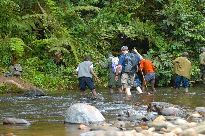 8-Day Classic Uganda Primates & Wildlife Tour - Day 5: Forest Walks and Queen Elizabeth National Park