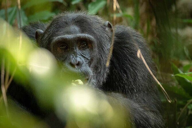 8-Day Classic Uganda Primates & Wildlife Tour - Day 6: Game Drive and Kazinga Channel