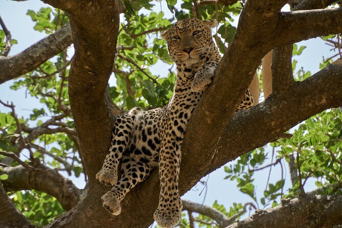 8-Day Essence of Tanzania Safari - Luxury - What Makes This Safari Stand Out?