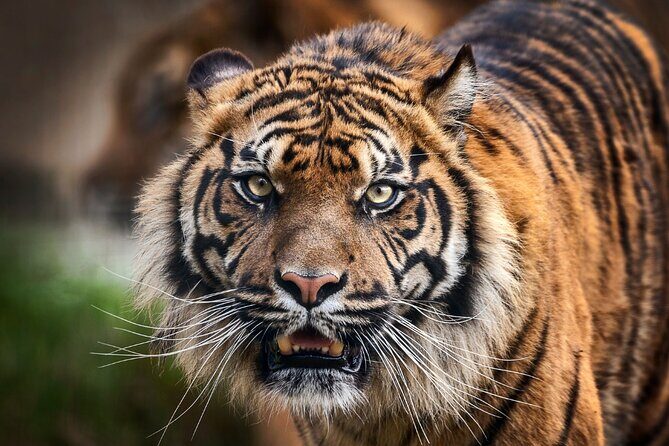 8 Day Golden Triangle Tour with Ranthambore {Taj , Tigers & More} - What Travelers Say: Authentic Insights from Reviews