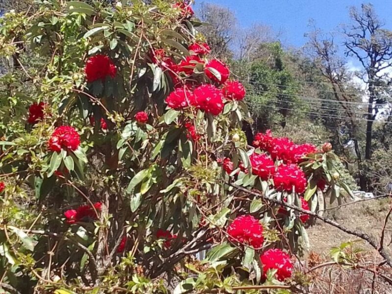 8-Day Kathmandu Annapurna Circuit Trek via Thorongla Pass - Key Points