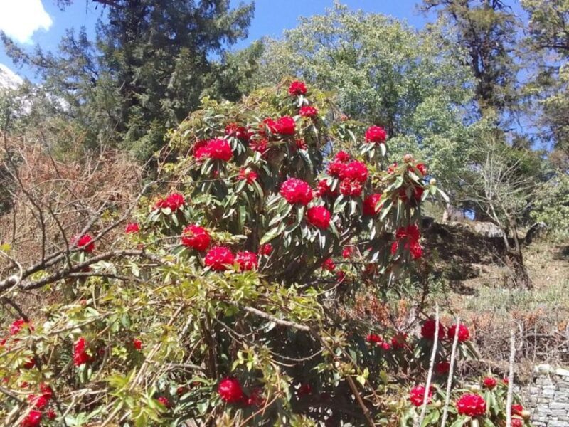 8-Day Kathmandu Annapurna Circuit Trek via Thorongla Pass - Who is This Trek Best For?