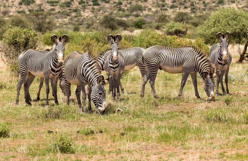 8-Day Kenya Safari: Samburu, Amboseli, Mara & More - Key Points