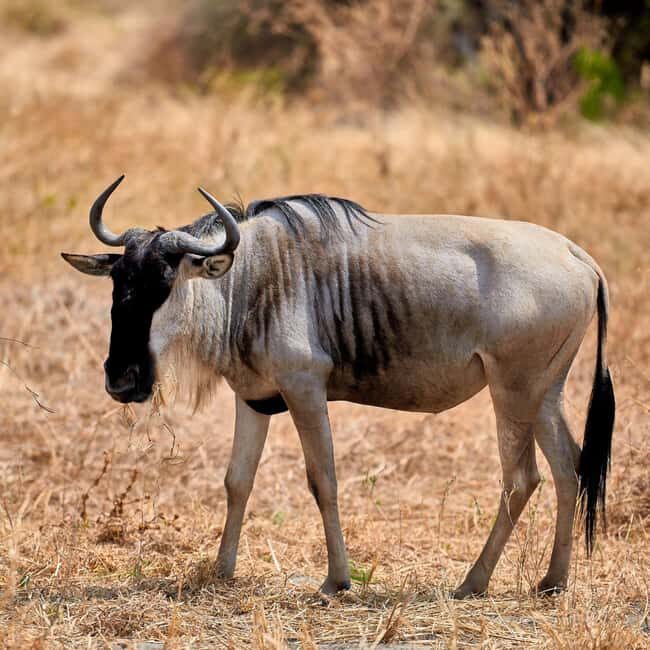 8-Day Kenya Safari Samburu, Ol Pejeta & Masai Mara Adventure - Key Points