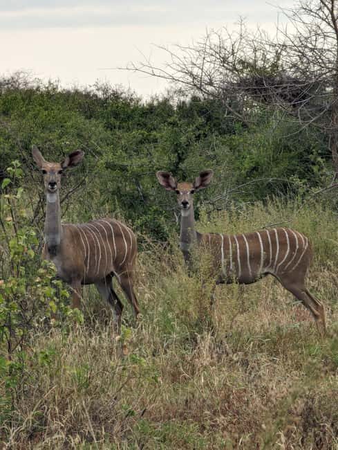 8-Day Kenya Safari Samburu, Ol Pejeta & Masai Mara Adventure - The Experience of Wildlife Viewing and Scenic Beauty
