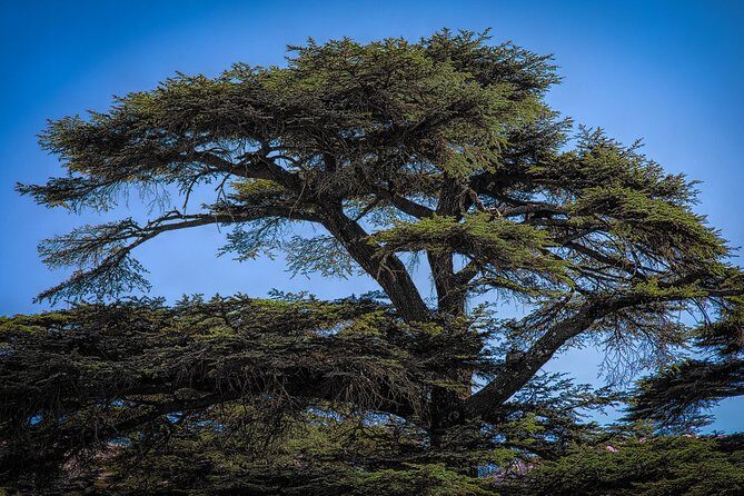 8-Day Lebanon Travel Package from Beirut - Day 5: Exploring Sidon and Tyre