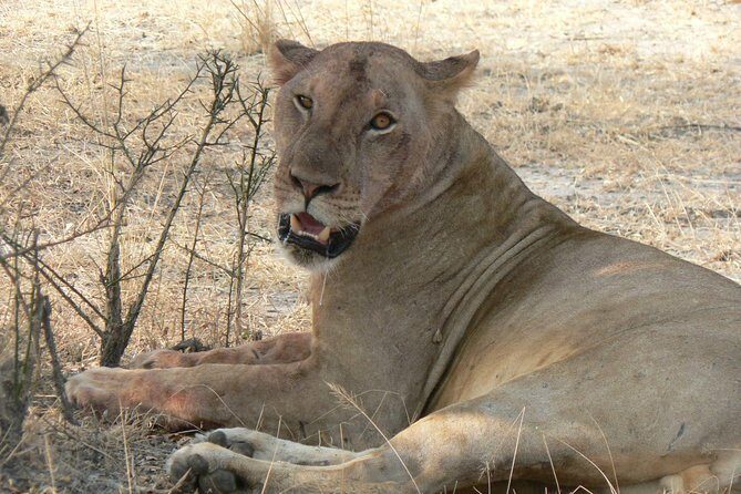 8-Day Mikumi National Park and Zanzibar Beach Holiday - An Honest Look at the 8-Day Mikumi and Zanzibar Beach Holiday