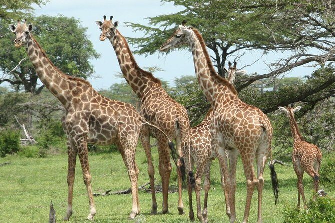 8-Day Mikumi National Park and Zanzibar Beach Holiday - Exploring Mikumi: Full Days of Game Drives