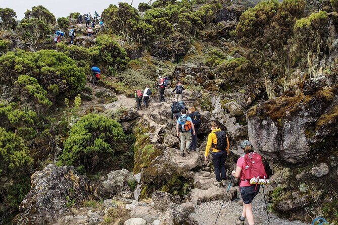 8 Day Mount Kilimanjaro Trekking Lemosho Route - Authentic Experiences and Authenticity