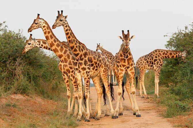8-Day Murchison Falls, Chimp and Epic Gorilla Trekking - FAQs
