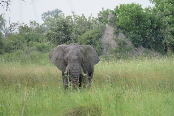 8 Day Okavango Safari - Wilderness Trail (Inner Delta & Moremi) - Frequently Asked Questions