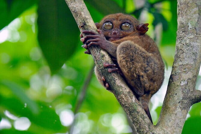 8-Day Private Cebu and Bohol Tour in the Philippines - The Value of the Tour