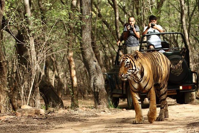 8-Day Private Golden Triangle Tour with a Ranthambore Wildlife Safari From Delhi - The Itinerary Demystified: What to Expect Each Day