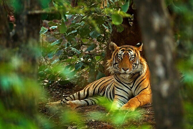 8-Day Private Golden Triangle Tour with a Ranthambore Wildlife Safari From Delhi - Who Will Enjoy This Tour Most?