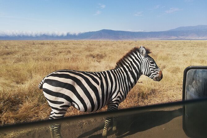 8-Day Private Guided Tanzania Safari with Pick Up - An Overview of the Safari Experience