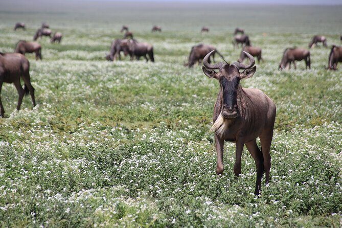 8-Day Private Guided Tanzania Safari with Pick Up - Who Would Love This Tour?