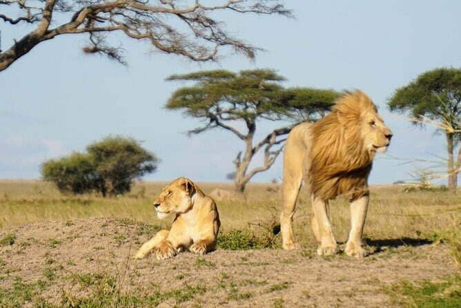 8-Day Private Guided Tanzania Safari with Pick Up - FAQ