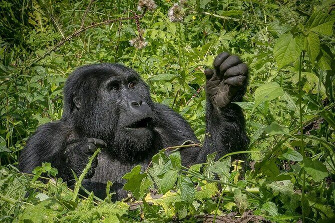 8-Day Private Uganda Big 5 Luxury Safari with Gorillas and Chimps - Final Thoughts