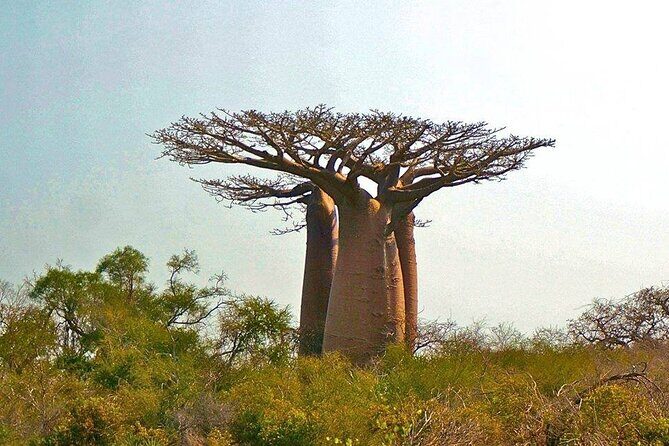 8 Day -RN7 Road trip tour to South Mangily Ifaty - An In-Depth Look at the Itinerary