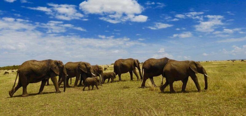 8-Day Safari and Zanzibar Escape - Practical Insights