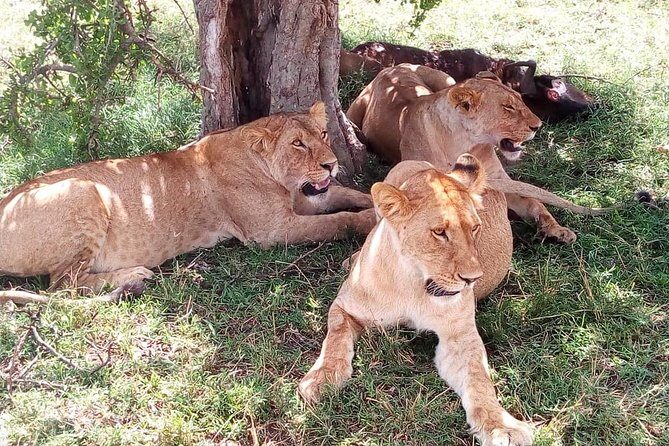 8 Day Safari: Best of Kenya & Tanzania - Transport, Lodging, and Overall Value