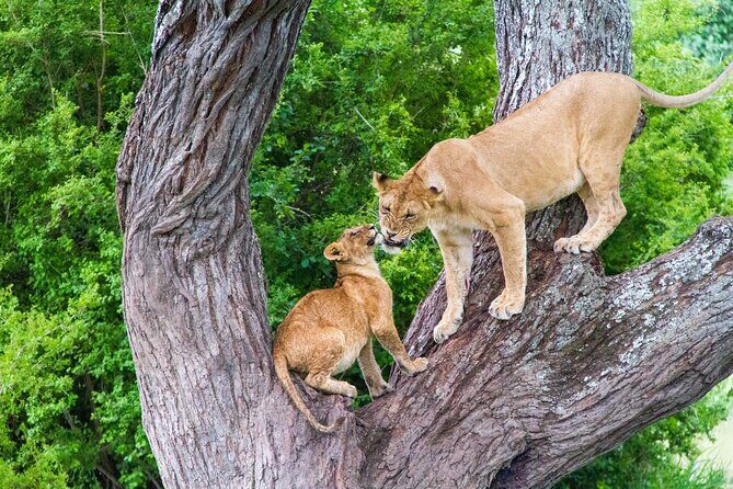 8 Day Safari The Best of Tanzania & Lake Eyasi - Frequently Asked Questions